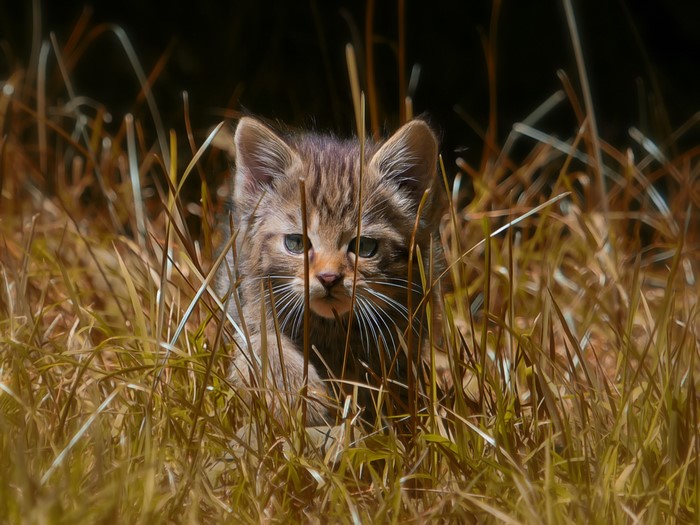 Kitten peeking through tall grass