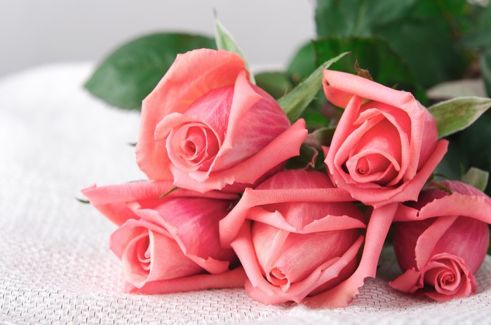 Pink Roses Closeup