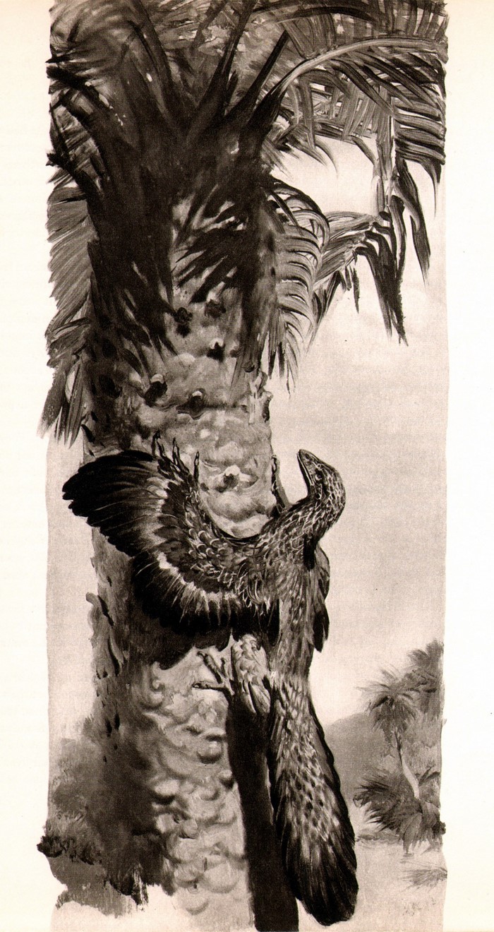 Archaeopteryx climbing a palm tree, illustration by Zdenek Burian
