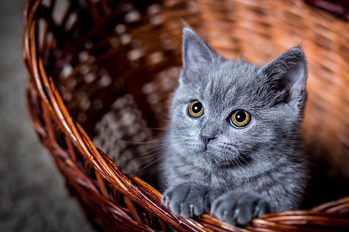 Grey kitten in a wicker basket