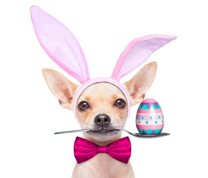 Chihuahua wearing bunny ears with Easter egg on spoon