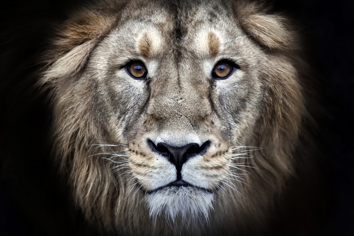 Close-up of a Lion's Face