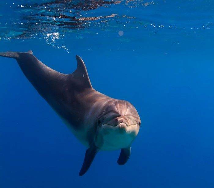 Dolphin swimming in blue ocean water