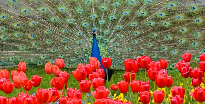 Peacock displaying feathers in front of red tulips