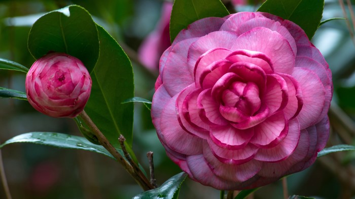 Pink Camellia flower and bud