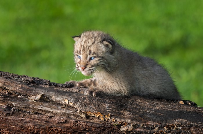 Bobcat kitten on a log
