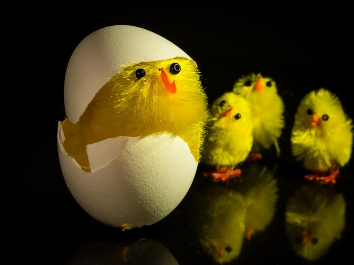 Yellow chicks hatching from an egg on a black background