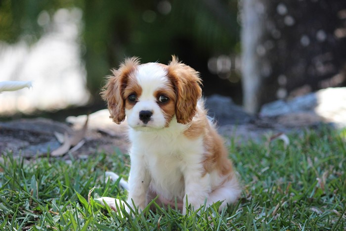 Cavalier King Charles Spaniel Puppy Sitting on Grass