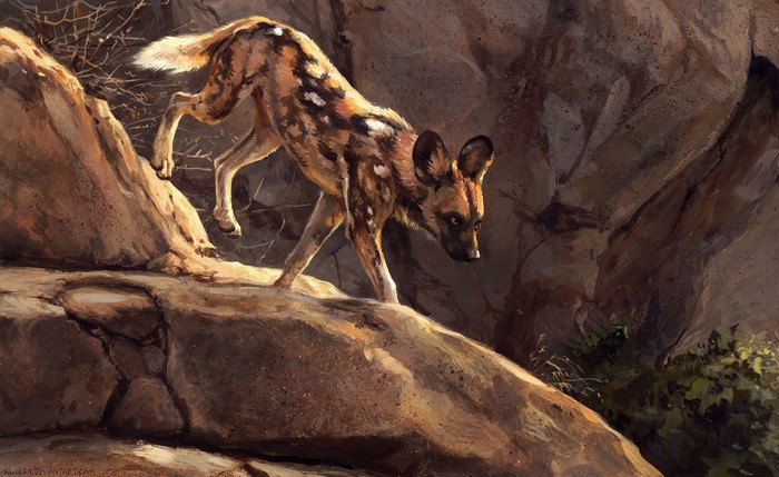 African wild dog on rocky terrain painting