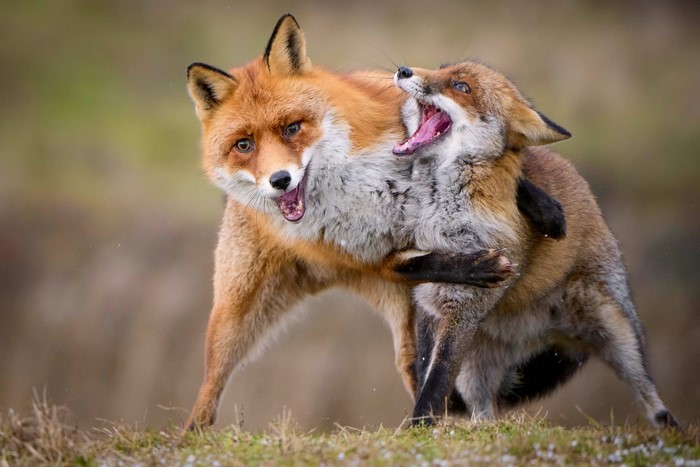 Two foxes play fighting in a field