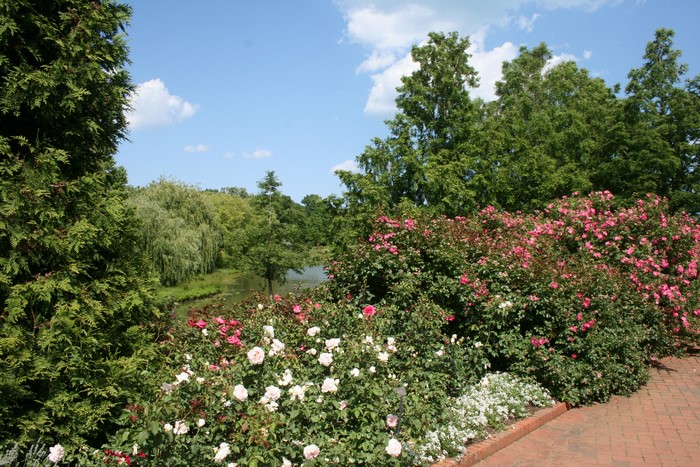 Roses and Trees at a Botanic Garden