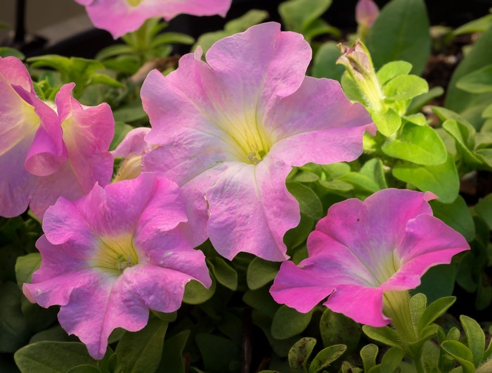 Close-up of Pink Petunia Flowers
