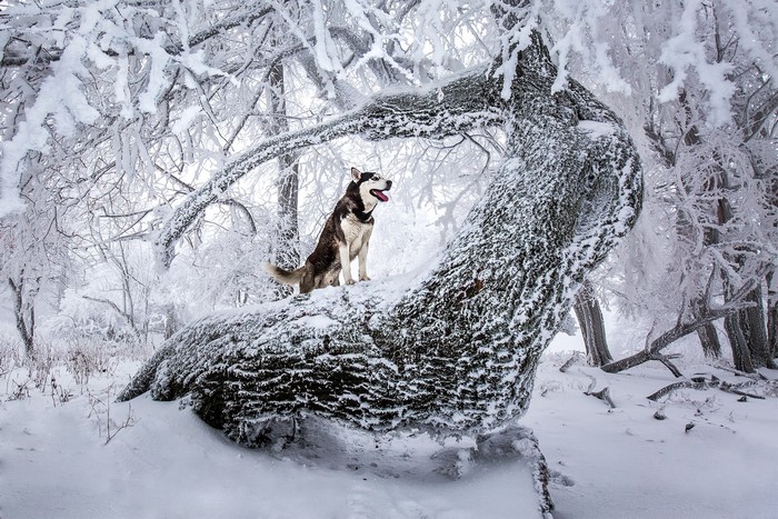Husky dog sitting on a snow-covered tree trunk in a winter forest