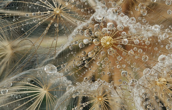 Macro shot of dandelion seeds with water droplets