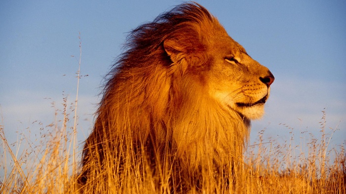 Lion in tall grass with blue sky