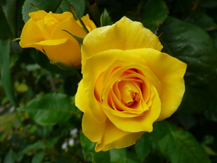 Two yellow roses in bloom