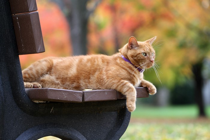 Orange tabby cat on a park bench in autumn
