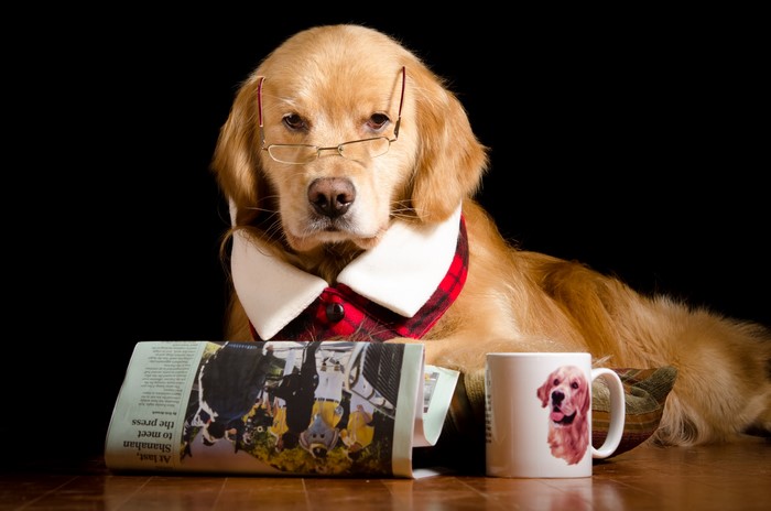 Golden Retriever dog wearing glasses and a collar
