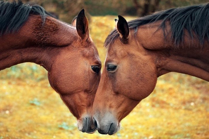 Two brown horses touching snouts