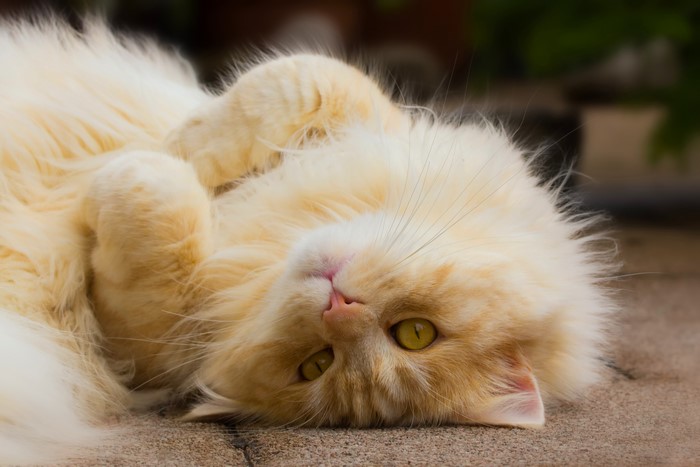 Fluffy ginger cat lying on its back