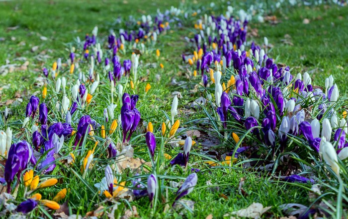 Purple, white, and yellow crocuses in grass