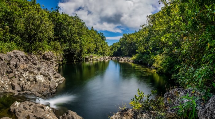 River flowing through a forest in Bras-Panon, Reunion