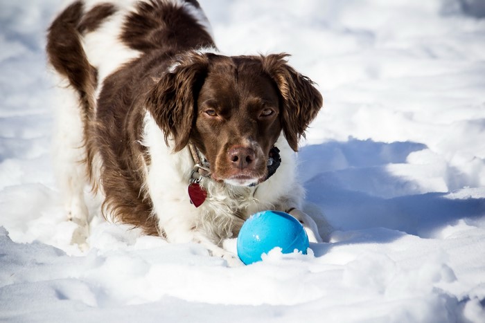 Brown and white Spaniel dog with a blue ball in the snow
