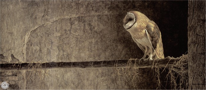 Barn Owl perched on a branch in a textured environment