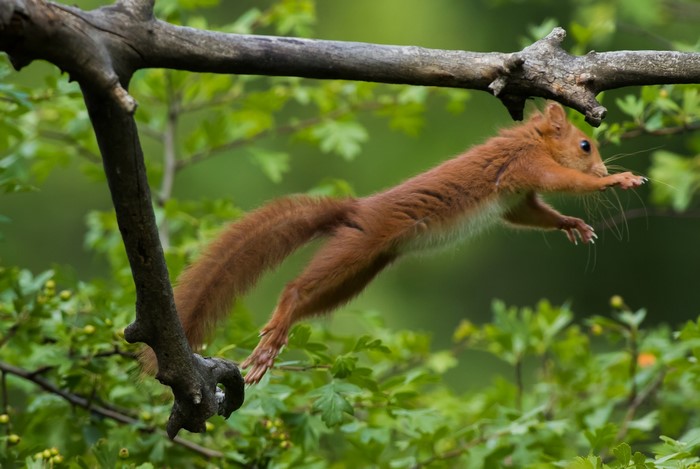 Red squirrel jumping between branches
