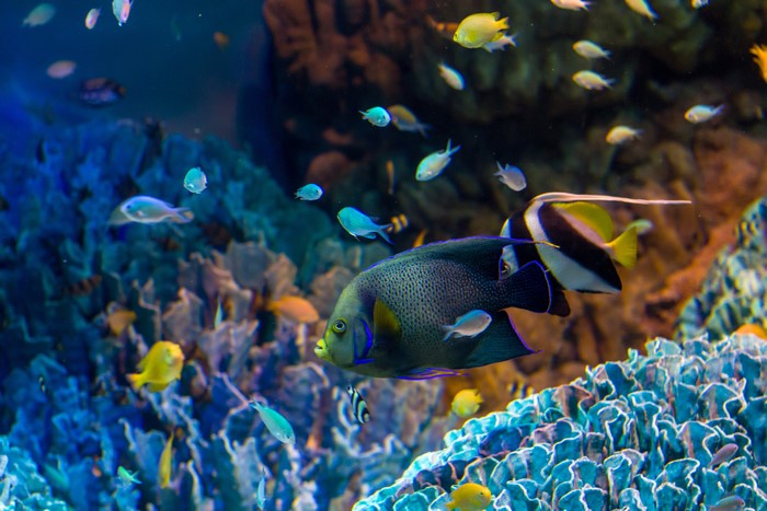 Fish and Corals in Underwater World