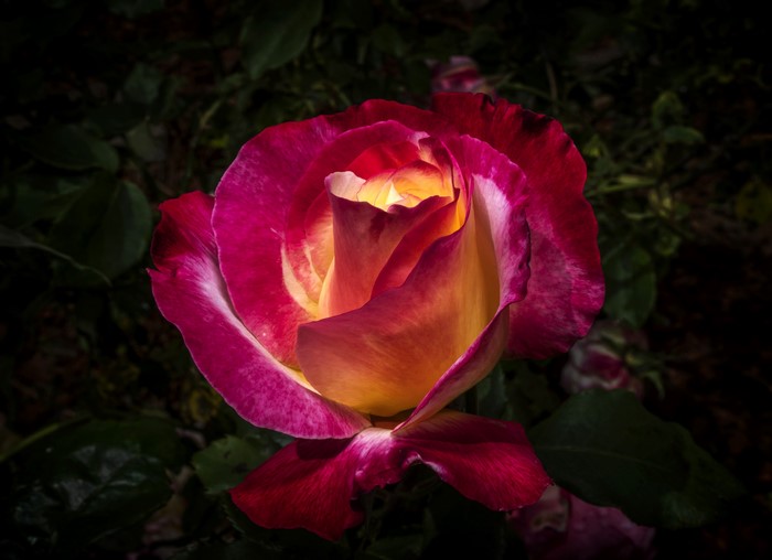 Close-up of a bi-colored rose with pink and yellow petals