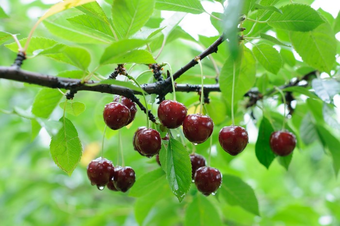 Cherries on a branch with leaves