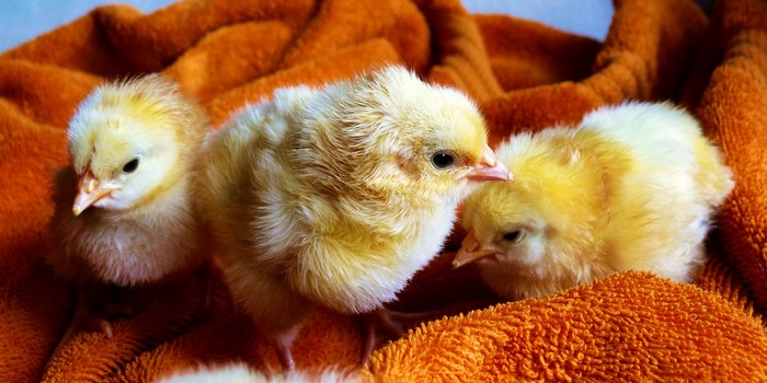 Three fluffy yellow chicks on an orange blanket