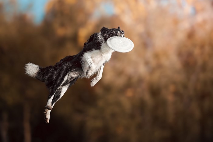 Border Collie dog jumping to catch a frisbee