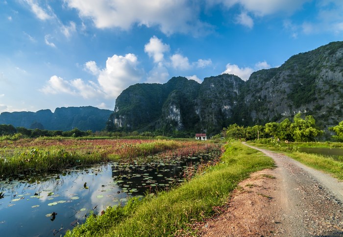 Road through lotus field with karst mountains in Vietnam