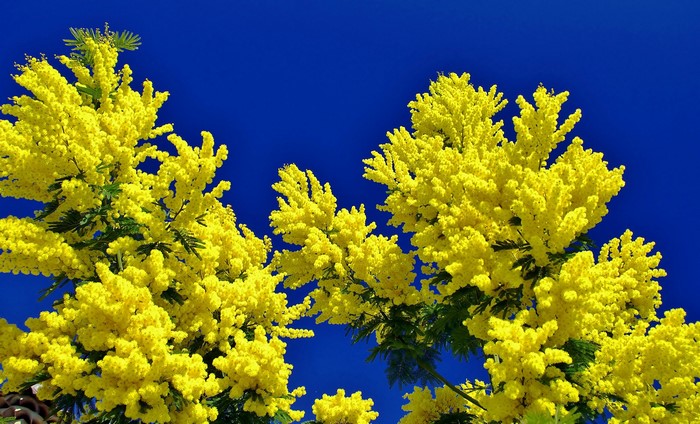 Yellow mimosa flowers against a bright blue sky