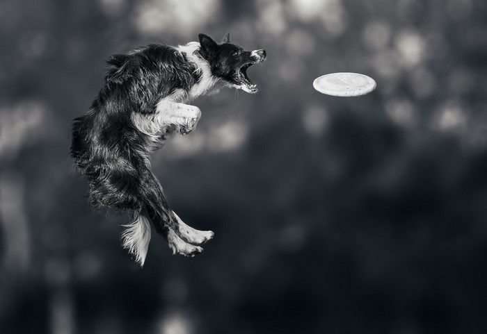 Border Collie dog jumping to catch a frisbee