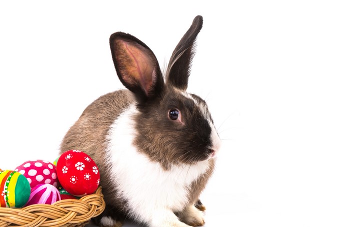 Easter Bunny with Decorated Eggs in a Basket