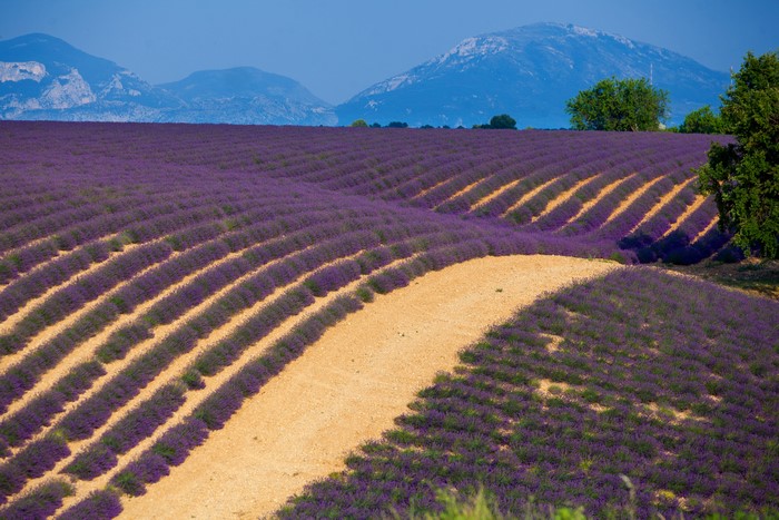 Lavender Fields in Provence, France