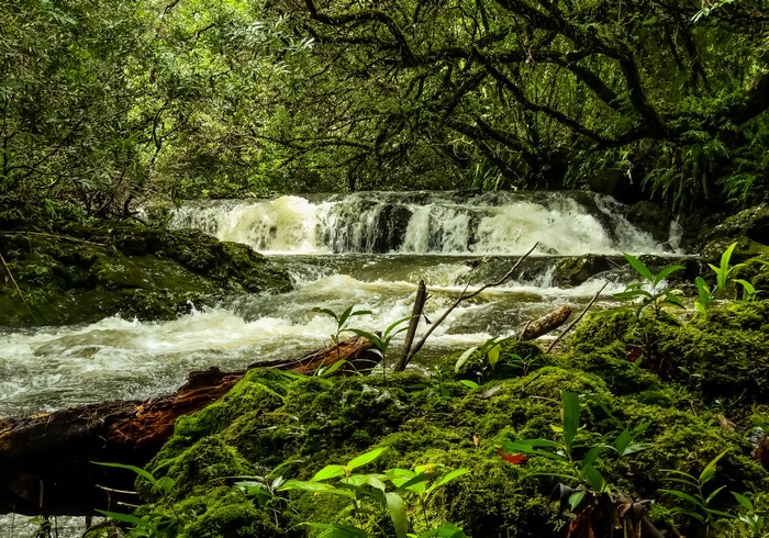 Waterfall in a mossy forest on Reunion Island
