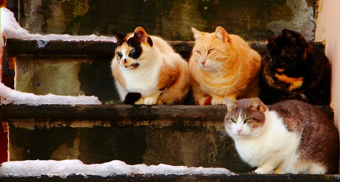 Four cats sitting on snowy stairs