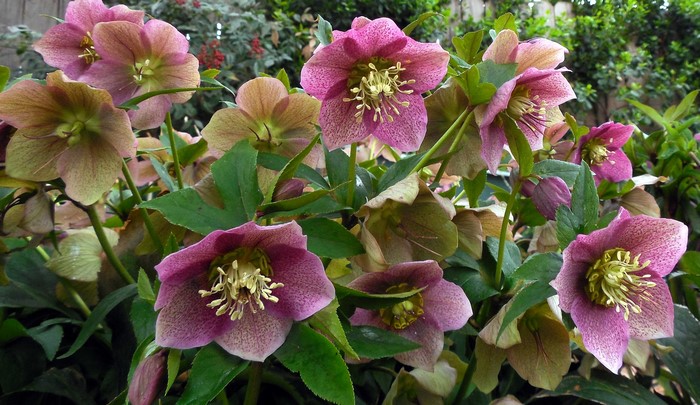 Pink and green hellebore flowers in bloom