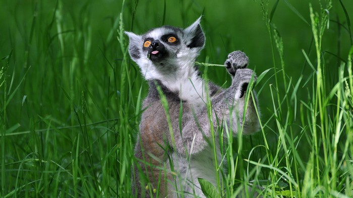 Ring-tailed lemur eating grass in a field