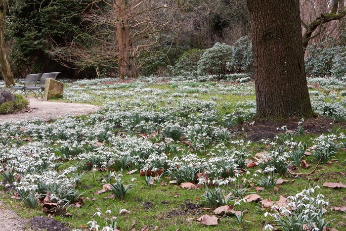 Grugapark Essen, Germany with Snowdrops in Spring