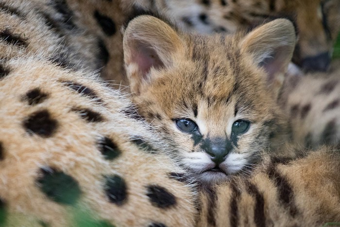 Serval Cubs Glance