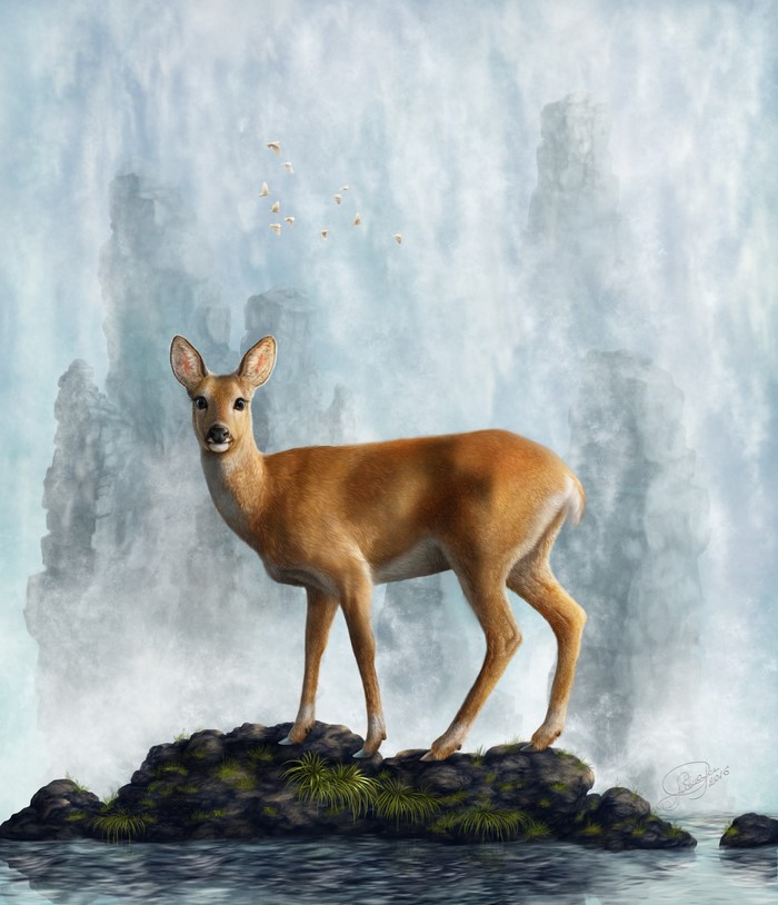 Deer standing on rocks near waterfall
