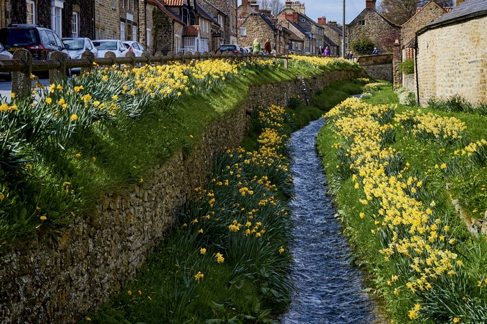 Helmsley England Daffodils Canal Houses Street