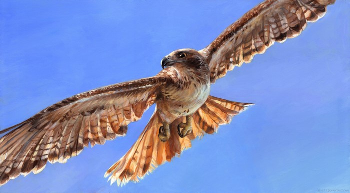 Hawk in flight against a blue sky