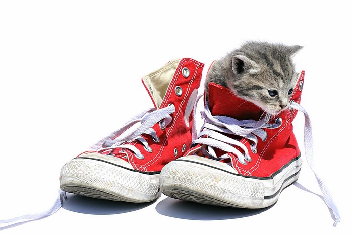 Kitten in a red Converse shoe