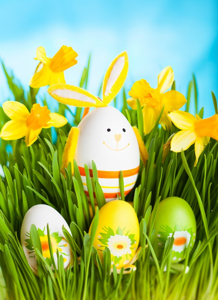 Easter eggs and daffodils in grass